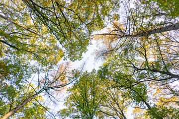 Baumkronen im Wald von Marcel Derweduwen