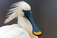 Eurasian Spoonbill portrait