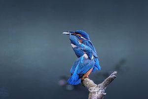 Vater Eisvogel kommt mit Fisch für seine Jungen.