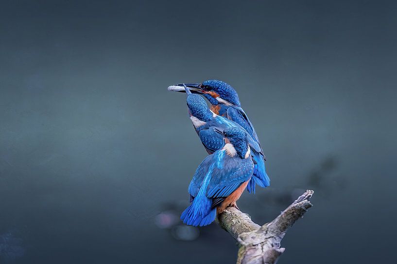 Father kingfisher arrives with fish for young. by Janny Beimers