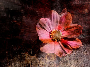 Cosmea Dream 1
