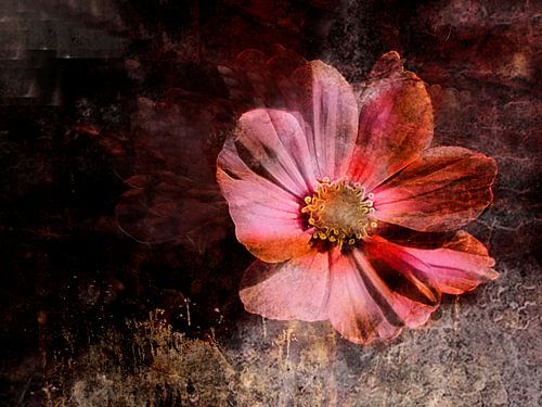 Cosmea