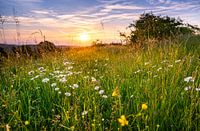 Meadow in the Harz Mountains