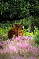 Highlander écossais sur les landes violettes