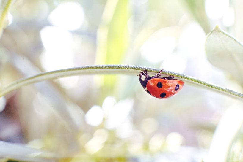 Petit acrobate par Ingeborg Buitelaar