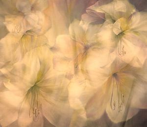 A hint of amaryllis in the warm evening light