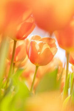 Nederlandse oranje/gele tulpen. van Ron van der Stappen