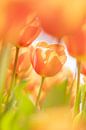 Nederlandse oranje/gele tulpen. van Ron van der Stappen thumbnail