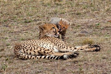 Cheetah w. Kind van Peter Michel