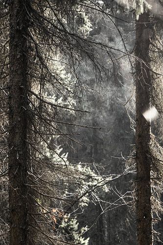 Door de bomen het bos zien