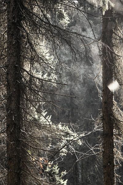 Seeing the forest through the trees by Jasper van de Gronde