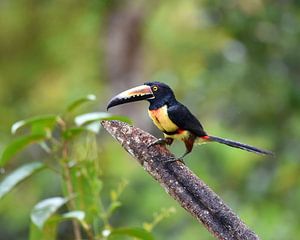 Birds of Costa Rica: Collared Aracari (Collared Aracari) by Rini Kools