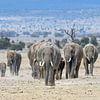 Troupeau d'éléphants sur Robert Styppa
