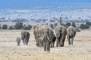 Elefantenherde von Robert Styppa