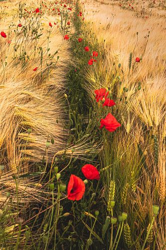 Schöne Mohnblumen auf dem Feld. von Robby's fotografie