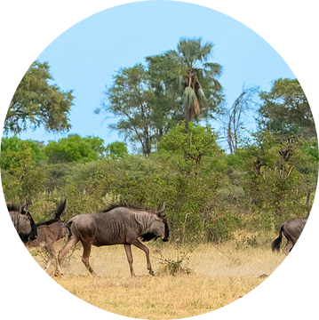 Kudde wild beasts in galop