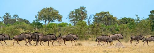 Kudde wild beasts in galop