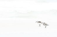 Strandlopers van Danny Slijfer Natuurfotografie thumbnail