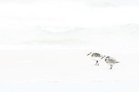 Strandlopers