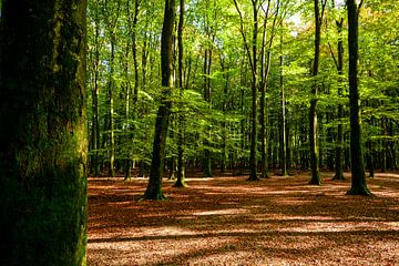 In the forest, in the forest