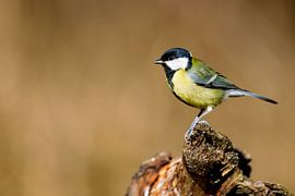 Mésange charbonnière (Parus major)