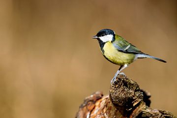 Kohlmeise (Parus major) von Dirk Rüter