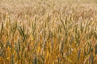Grain