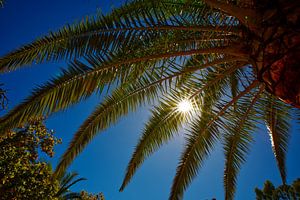Palme und schöne Sonne mit blauem Himmel.