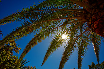 Palm tree and beautiful sun with blue sky.