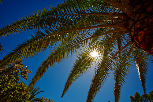 Palme und schöne Sonne mit blauem Himmel.