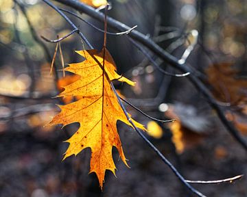 Leaf in autumn colour by Ralf Lehmann