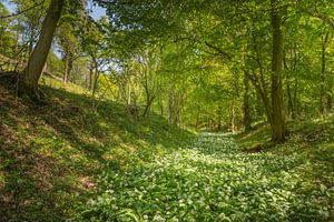 La rivière Daslook dans la forêt de Savelsbos