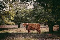 Schotse hooglander onder een boom van MdeJong Fotografie thumbnail