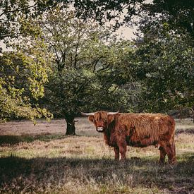 Schotse hooglander onder een boom van MdeJong Fotografie