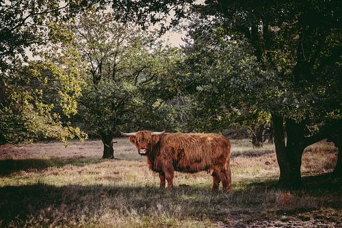 Schotse hooglander onder een boom van MdeJong Fotografie