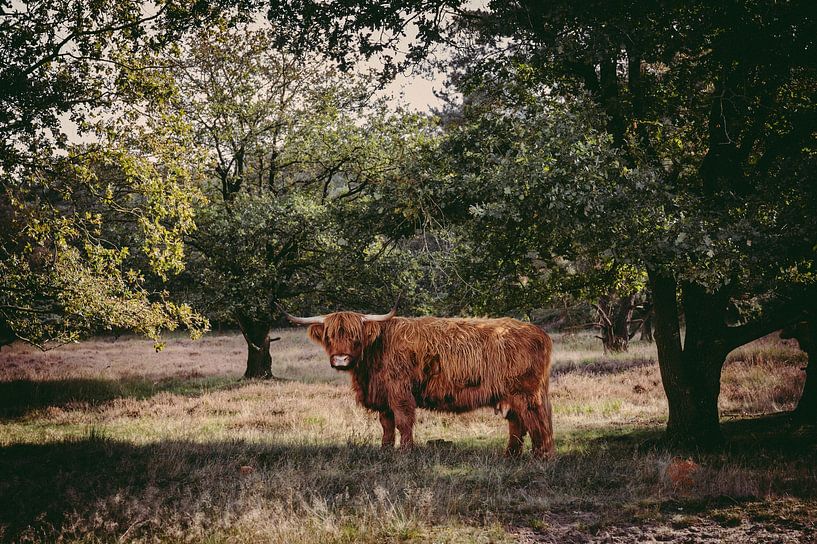 Schotse hooglander onder een boom van MdeJong Fotografie