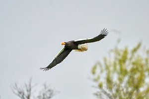 Steller zeearend vliegt boven de bomen, tegen een blauwe lucht. De roofvogel heeft de vleugels wijd  van Gea Veenstra