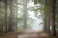 Foggy forest landscape
