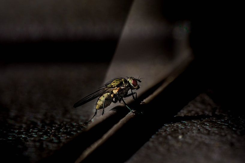 Zähe Fliege von Roel Verver