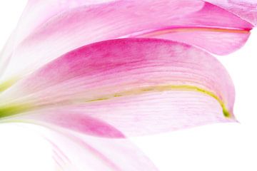 FLOWER ROOMS 13 by Miroslav Ptacek