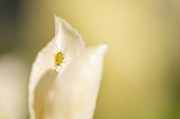 Blattlaus in der Sonne von MdeJong Fotografie