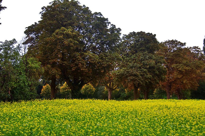 Groenbemesting van Edgar Schermaul