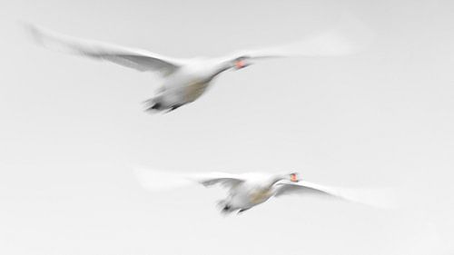 Knobbelzwanen onderweg