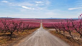 Peach Trees in Early Spring Blooming in Aitona, Catalonia by PhotoCluster