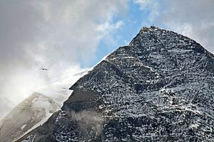 Ein Adler kreist am Großen Wiesbachhorn 3564 m
