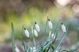 Snowdrops (Galanthus nivalis) sur Tamara Witjes