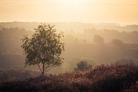 Sunrise The Posbank Veluwe