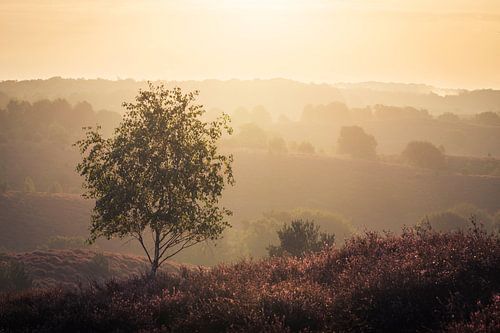 Zonsopkomst De Posbank Veluwe