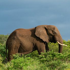 Elefant von Ingrid Sanders