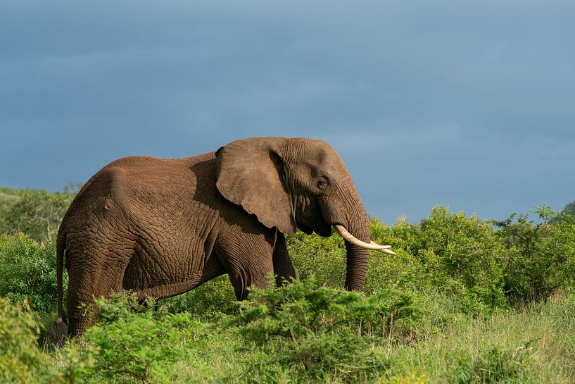 Éléphant par Ingrid Sanders